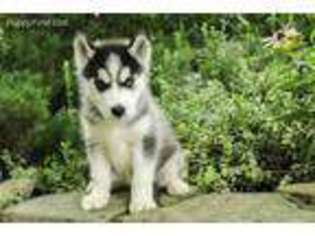 Siberian Husky Puppy for sale in Belleville, PA, USA