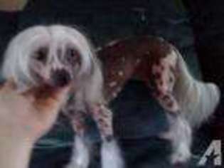 Chinese Crested Puppy for sale in ATHENS, TN, USA