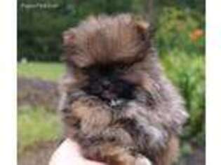 Pomeranian Puppy for sale in Lewisburg, PA, USA