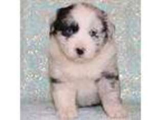 Miniature Australian Shepherd Puppy for sale in Kearny, AZ, USA