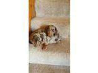 Dachshund Puppy for sale in Neath, West Glamorgan (Wales), United Kingdom