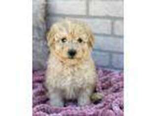Goldendoodle Puppy for sale in Three Rivers, MI, USA