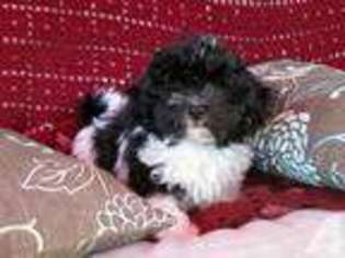 Havanese Puppy for sale in BORING, OR, USA
