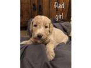 Labradoodle Puppy for sale in Cottonwood, AZ, USA