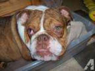 Bulldog Puppy for sale in ALBANY, IL, USA