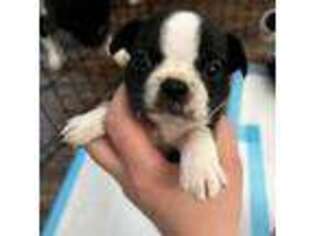 Mutt Puppy for sale in Ephrata, WA, USA