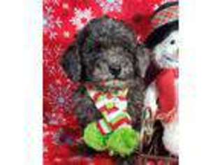 Mutt Puppy for sale in Woodburn, IN, USA