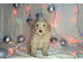 Goldendoodle Puppy for sale in South Bend, IN, USA