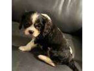 Cavalier King Charles Spaniel Puppy for sale in Carlton, GA, USA