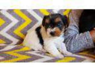 Biewer Terrier Puppy for sale in Covington, TX, USA
