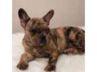 French Bulldog Puppy for sale in Edison, NJ, USA