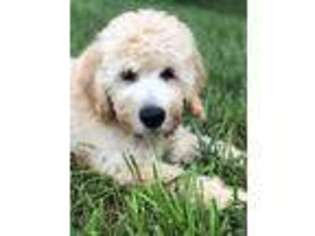 Goldendoodle Puppy for sale in Radford, VA, USA