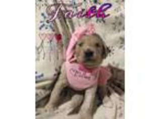 Goldendoodle Puppy for sale in Taunton, MA, USA