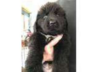 Newfoundland Puppy for sale in Virginia Beach, VA, USA