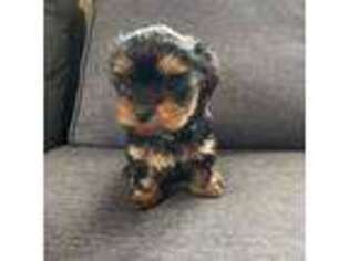 Yorkshire Terrier Puppy for sale in Charlevoix, MI, USA