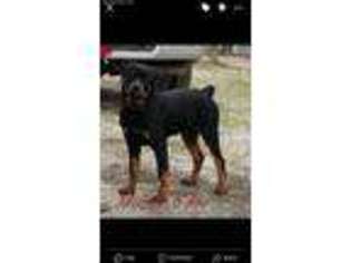 Rottweiler Puppy for sale in Licking, MO, USA