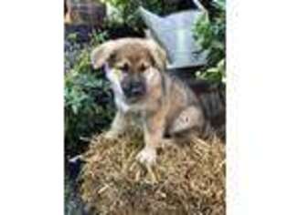 German Shepherd Dog Puppy for sale in Glenmoore, PA, USA