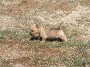 Cairn Terrier Puppy for sale in Bend, OR, USA