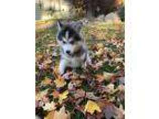 Siberian Husky Puppy for sale in Harborcreek, PA, USA