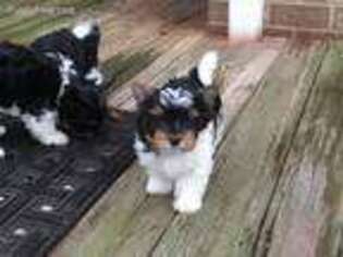 Biewer Terrier Puppy for sale in Lawndale, NC, USA