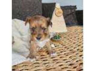 Yorkshire Terrier Puppy for sale in Ottawa Lake, MI, USA