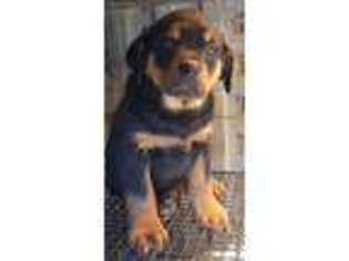 Rottweiler Puppy for sale in South Ozone Park, NY, USA