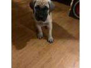 Mutt Puppy for sale in East Haddam, CT, USA