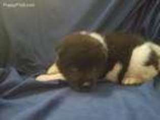 Akita Puppy for sale in Columbus, OH, USA