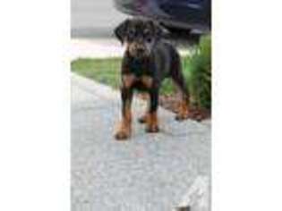 Doberman Pinscher Puppy for sale in BOTHELL, WA, USA