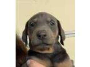 Doberman Pinscher Puppy for sale in Omaha, NE, USA