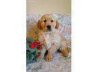 Golden Retriever Puppy for sale in Penn Yan, NY, USA