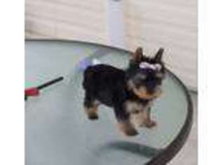 Yorkshire Terrier Puppy for sale in Stephens City, VA, USA