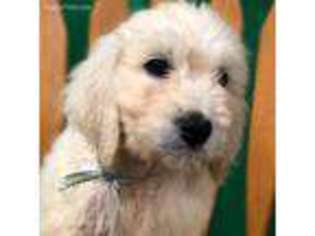 Goldendoodle Puppy for sale in Arden, NC, USA