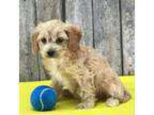 Cavachon Puppy for sale in Bangor, NY, USA