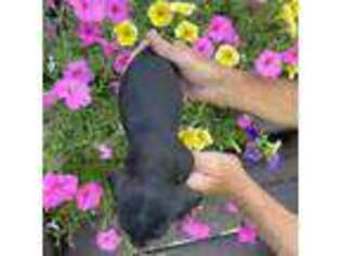 Dachshund Puppy for sale in Viroqua, WI, USA