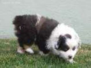 Miniature Australian Shepherd Puppy for sale in Seibert, CO, USA