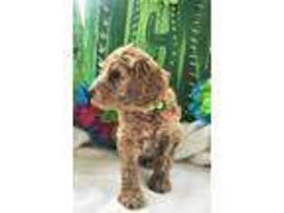 Goldendoodle Puppy for sale in Sulphur, LA, USA