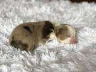 Miniature Australian Shepherd Puppy for sale in Ponce De Leon, FL, USA