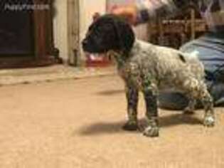 German Shorthaired Pointer Puppy for sale in Mc Cook, NE, USA