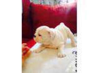 Bulldog Puppy for sale in CHAPEL HILL, NC, USA