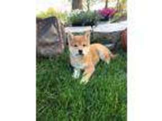 Shiba Inu Puppy for sale in Hummelstown, PA, USA