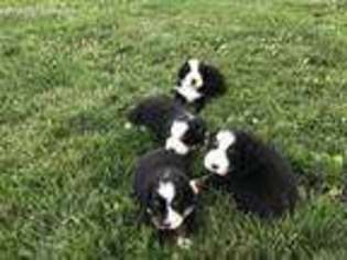 Bernese Mountain Dog Puppy for sale in Scott, OH, USA