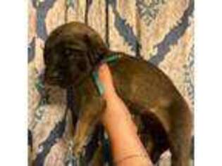 Mastiff Puppy for sale in Hartly, DE, USA
