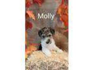 Mutt Puppy for sale in Bloomfield, IA, USA