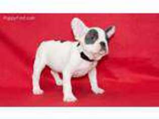 French Bulldog Puppy for sale in Altamonte Springs, FL, USA