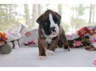 Boxer Puppy for sale in Atlanta, MI, USA