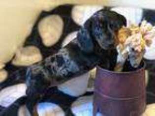 Dachshund Puppy for sale in Rush Center, KS, USA