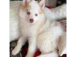 Chinook Puppy for sale in Mcminnville, OR, USA