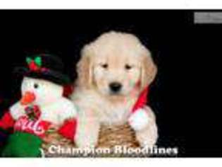 Golden Retriever Puppy for sale in Canton, OH, USA