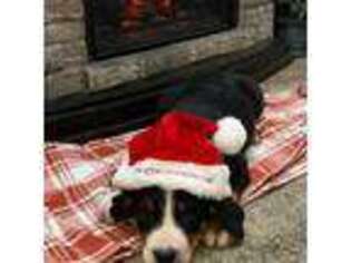 Greater Swiss Mountain Dog Puppy for sale in Othello, WA, USA